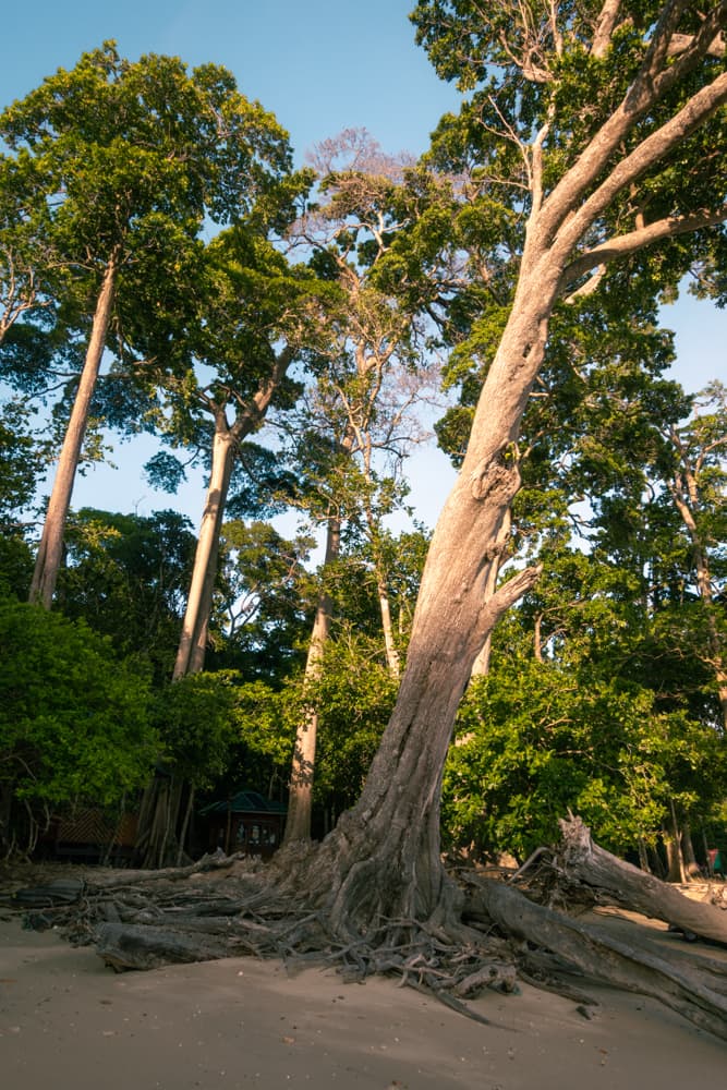 Havelock Island reef diving snorkelling